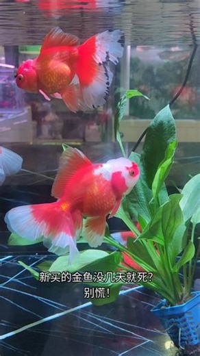 金鱼总养死？为什么金鱼总是死？怎么样才能让金鱼活的久？记住这6招，轻松养5年！新鱼过温、自来水除氯、控制密度、增氧过滤、少量喂食、少折腾，简单好操作，新手也能养好观赏鱼，不翻肚不暴毙。