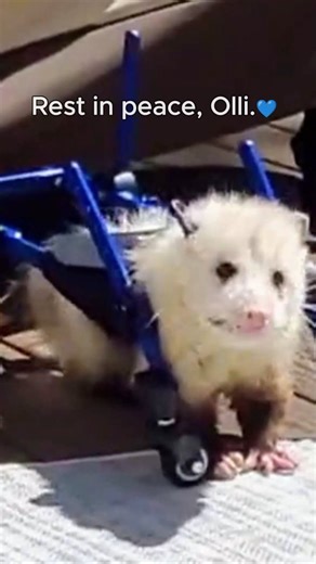 🌈 Remembering Olli the Opossum on #WorldWildlifeDay. Olli (also known as Oliver Paddington) was one of the Walkin' Pets 2024 calendar contest winners, who we are sad to share passed away at the end of last year. 💔 Olli passed before his mom Cheri received her copy in the mail, so when it arrived we celebrated Olli's life with a special virtual event where she could open it for the first time and discover what month Olli is while surrounded by people who loved him. Olli the resilient little opo