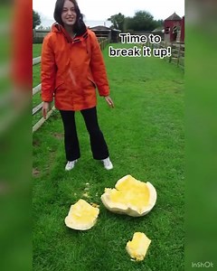 Pumpkin chomping ASMR  Come with us to feed our pigs Lilly & Lulu the left over pumpkin from messy play! | aMaizin Adventure Park | Facebook