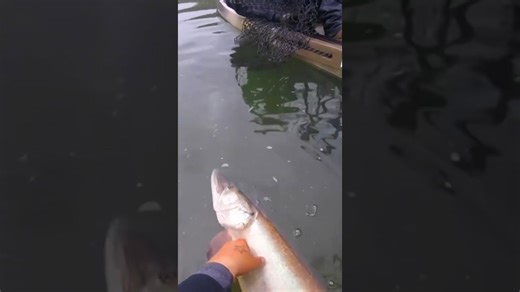 Giant musky caught from this river!