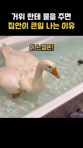 거위 목욕을 집에서 하면 일어나는일 ㅋㅋㅋ #동물 #funny
