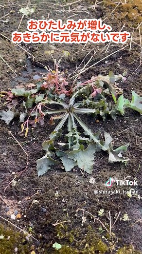 雑草対策の結果編：熱湯の効果を検証