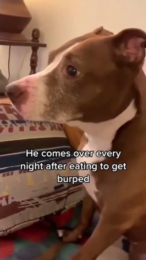 Dog gets burped meme