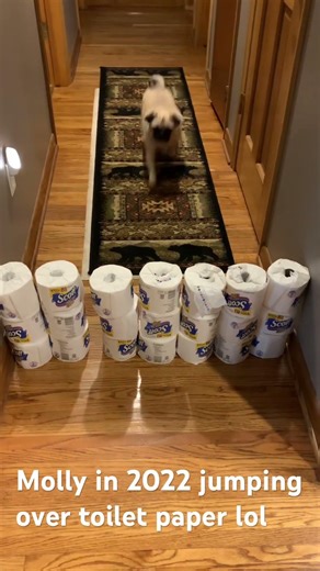 Molly jumping over toilet paper in 2022 loll #pug