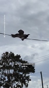 If you thought magpies were bad, prepare yourself for the channel-billed cuckoo, which has been described as the ‘Satan of birds.’ 😳 https://bit.ly/47o8w2h | Courier Mail