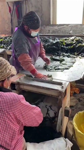 seaweed processing process #shorts
