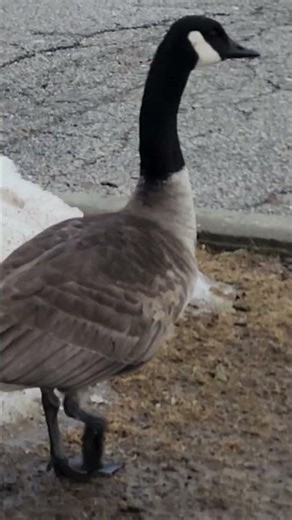 Canada goose poops by the snow. #shorts
