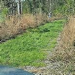 10LBS Winter Rye Seed Cover Crop,Food Plot Deer,Wildlife