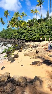The beautiful creatures experienced at Laniakea Beach 🐢🐓🌺🤙🏻 #hawaii #travel #beauty | I Love Hawaii