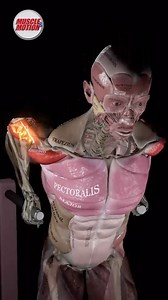 What’s The Difference Between Chest Dips and Tricep Dips? Chest dips will see you a little more forward, your elbows flared out and feet behind you. Triceps dips have you positioned more upright, elbows tucked and your feet under you. For more information please visit our Strength Training app and search for the Dips exercise ✌️ #chestdip #dips #triceps #muscleandmotion #fitnessjourney #workouttips t | Muscle and Motion