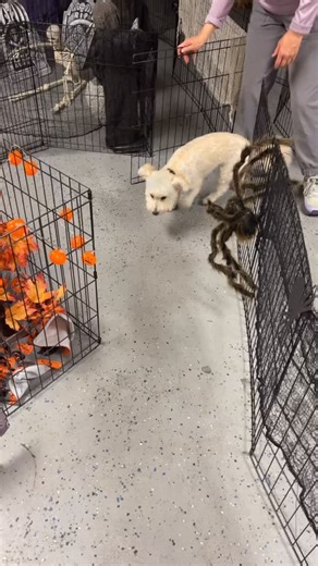 Maple’s first haunted maze! Very brave! | EduCareforDogs “Life-Skills” Day School