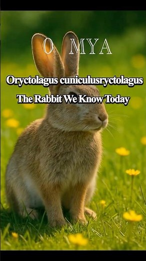 Evolution of Rabbits! In 60 seconds