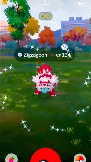 ✨ Wild Shiny Zigzagoon Catch in Pokémon GO!