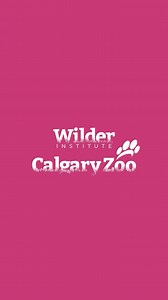 19K views · 1K reactions | We can’t get enough of watching our female Malayan tapir calf ‘Nyawa’ enjoy browse!  Stay tuned to our channels for all the updates on our tapir family!  #YourZooYYC #WatermelonBabyYYC | The Calgary Zoo | Facebook