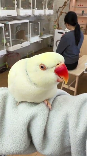 玄凤你看到了吗，这就是你带出来的兵！#可爱鹦鹉 #合法饲养鹦鹉 #月轮鹦鹉 #玄凤国歌 #手养鹦鹉好可爱