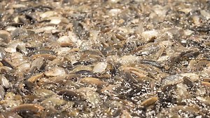 72K views · 446 reactions | Greene County may be known for pigs and poultry but the county also produces fish! We talk with Dale Pridgen about his tilapia operation. #NCFarmBureau N.C. Department of Agriculture and Consumer Services | N.C. Farm Bureau | Facebook