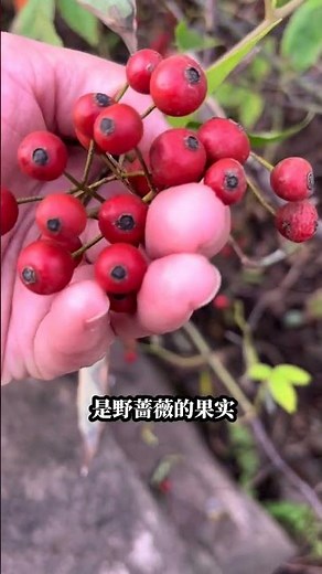 Unlock the Power of Yingshi: The Secret Herb