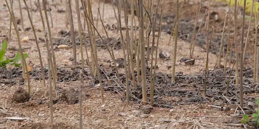 Licking, Mo., tree nursery celebrates 90 Years