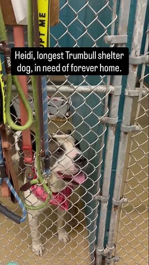 Heidi, longest Trumbull shelter dog, in need of forever home
