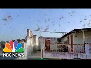 Watch: Swarms Of Locusts Fill The Skies Of Central And Northern India | NBC News