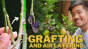 7.2K views · 507 reactions | Grafting and Air Layering using Root...