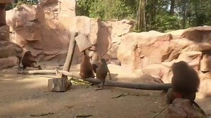 When it comes to play time, our Hamadryas baboons occasionally have to put their thinking caps on. Our keepers provide mental stimulation for them with these food puzzle enrichment activities. The baboons have to patiently dig through the puzzle to find their treat. 📹: Claudia Tay, Animal Care Officer | Mandai Wildlife Reserve