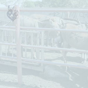 Today we mark World Animal Day. 🌍 The connection between donkeys, the environment and humankind is unique. But like all wildlife, donkeys are vulnerable to manmade threats. Pollution, poor welfare and the donkey skin trade are putting these gentle creatures at risk. Together, we can create a better world for them. 👇 | The Donkey Sanctuary