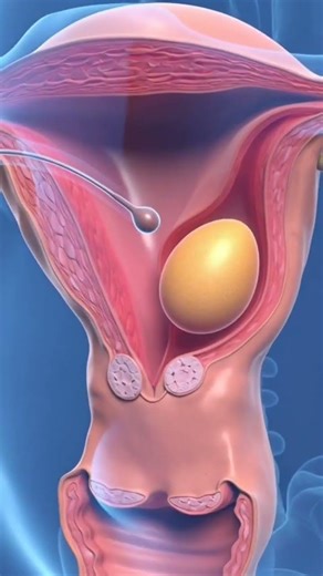 Process of human fertilization | female reproductive system | how to get pregnant #biology #usa