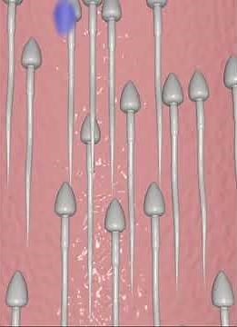 Fertilization in Human (3D Animation)