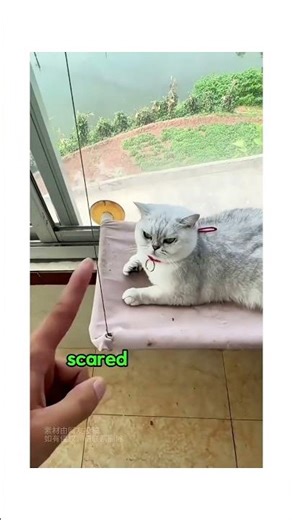 My Cat Swallowed a CICADA?! 😹 #shorts