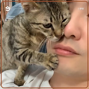 12M views · 511K reactions | My life is waiting for you (yes you). | Meowed | Facebook