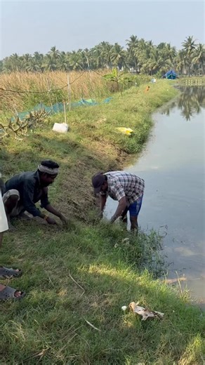Aqua_World🦐🐟 on Instagram: "Cheruvu gatla midha Gaddi koyyakapovadam valla enni problems unnayo miku thelusaa? . . . . . . . . #aquafarming #vanameiseed #vanameishirmps #aqualife #aquaworld🌏 #fishculture"