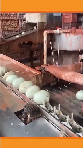 Egg Sorting Machine Automatically Separating by Size #agriculture #machines