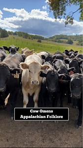 Cow Omens in Appalachian Folklore 🐦‍⬛ . #appalachia #omen #appalachianmountains #omens #appalachianfolklore #appalachian #folklore #appalachians #lore #appalachianfolkmagic #appalachianculture #cultures #mountainpeople #mountainliving #culture #oldappalachia #appalachianomen #fyp #foryoupage #appalachianhistory #appalachianmagic #appalachianwitch #appalachianfolkmagic #southerngothic #darkappalachia #southernliving #ruralliving #farmliving #cowstagram | Appalachian Bluebird