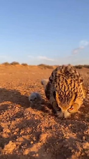 Owl Owls Baby Owl Owl Babies Cute Owl Owl Family Owl Funny Owl Videos Owl Reels Owl Sounds Owl Talking Pet Owl Wild Owl Owl Nature Eagle Owl Owl Closeup Owl Expressions Cute Animals Baby Animals Hashtags: #Owl #Owls #BabyOwl #OwlBabies #OwlFamily #CuteOwl #FunnyOwl #OwlVideo #OwlReels #OwlSounds #OwlTalk #OwlLife #WildOwl #PetOwl #OwlLovers #Animals #CuteAnimals #AnimalReels #AnimalVideos | Owl Videos