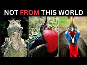 These 10 Bird Sounds Will Give You Nightmares… Unbelievable Bird sound 😨