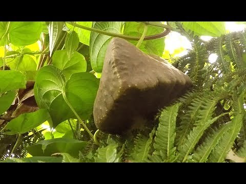 Jungle Survival Food: Air Potato Harvest and Campfire Cooking