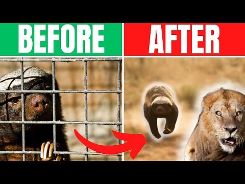 The Story of Stoffel's Honey Badger Proof Prison!