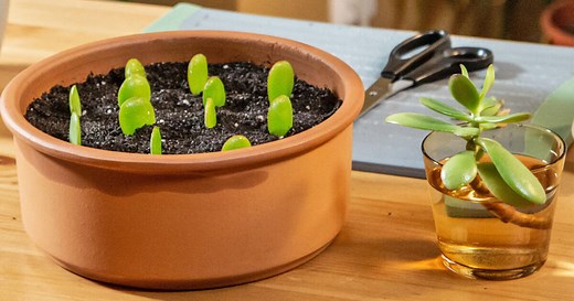 Geldbaum vermehren: So geht’s