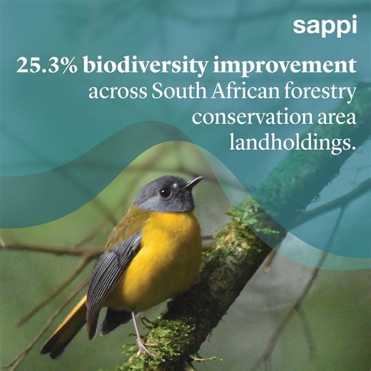 Extreme weather is the top long-term risk featured in the World Economic Forum's (WEF) Global Risks Report 2026. This is something we at Sappi are laser-focused on, including when it comes to sustainable forestry. We continue to invest in climate research, collaborate with various tertiary institutions, and undertake tree breeding intended to enable trees and forests to become as resilient and adaptable as possible amid climate change. Biodiversity loss and ecosystem collapse is the 2nd biggest 