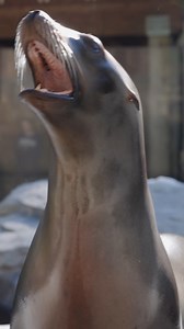 17K views · 299 reactions | 玲 Dive into #WorldSeaLionDay with Nick,...