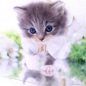 ラガマフィン【岐阜県・女の子・2025年3月4日・ブルーマッカレルタビー&ホワイト】性格甘えんぼすぎ❤動きも可愛すぎ｜みんなの子猫ブリーダー（子猫ID：2504-01023）