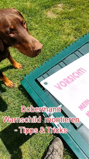 Dobermann Warnschild montieren. Tipps und Tricks für Anfänger. #shortvideo