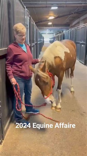 5.6K views · 188 reactions | Hello Moto is a coming 2 year old, Rocky Mt cross gelding, available for adoption. He is registered through the Pinto Horse Association. #HelloMoto #rockymountains #heartofphoenix #adoptmeplease | Heart of Phoenix Equine Rescue, INC | Facebook