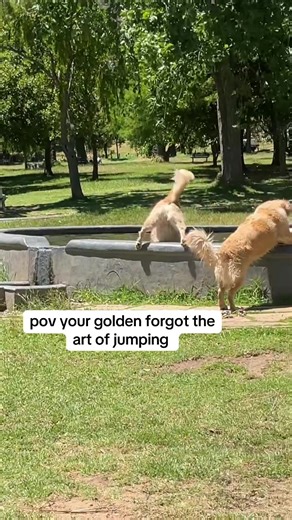Agile Golden Retriever: A Jumping POV