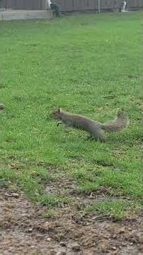 Squirrel Parkour! #squirrelvideo #parkour #squirrelwatching