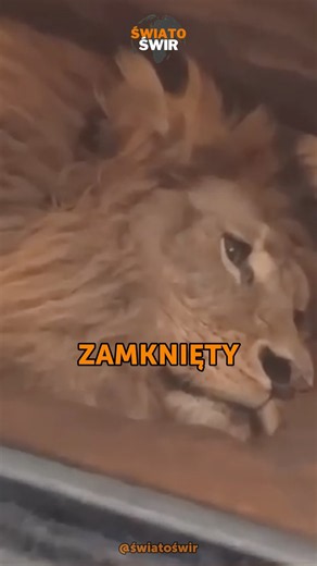 The lion that spent 7 years IN THE DARK😢