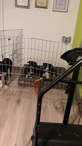 Unsere Zwerge 殺 Sie sind jetzt 16 bzw 15,5 Wochen alt und seeeeehr niedlich wenn sie schlafen  Sie sind wie geplant schön kräftig gebaut und wachsen alle gleichmäßig. Claire 9 kg Skill 10,3 kg Sams 10,6 kg Rock 11,3 kg Heute stand Warten und Turnstunde auf dem Stundenplan  Sie sind so brav ❤️ | Smart Working Border Collies & Smartworkers Working Kelpies | Facebook