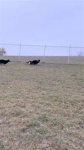 Big dog fun ❤️❤️❤️ | Camp Tails A Waggin | Facebook