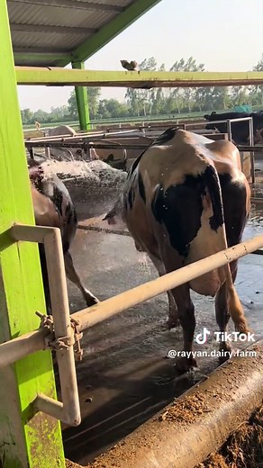 Heat Stress #dairyfarm #farmlife #farming #dairyfarming #cows #fyy #viralvideo #natural